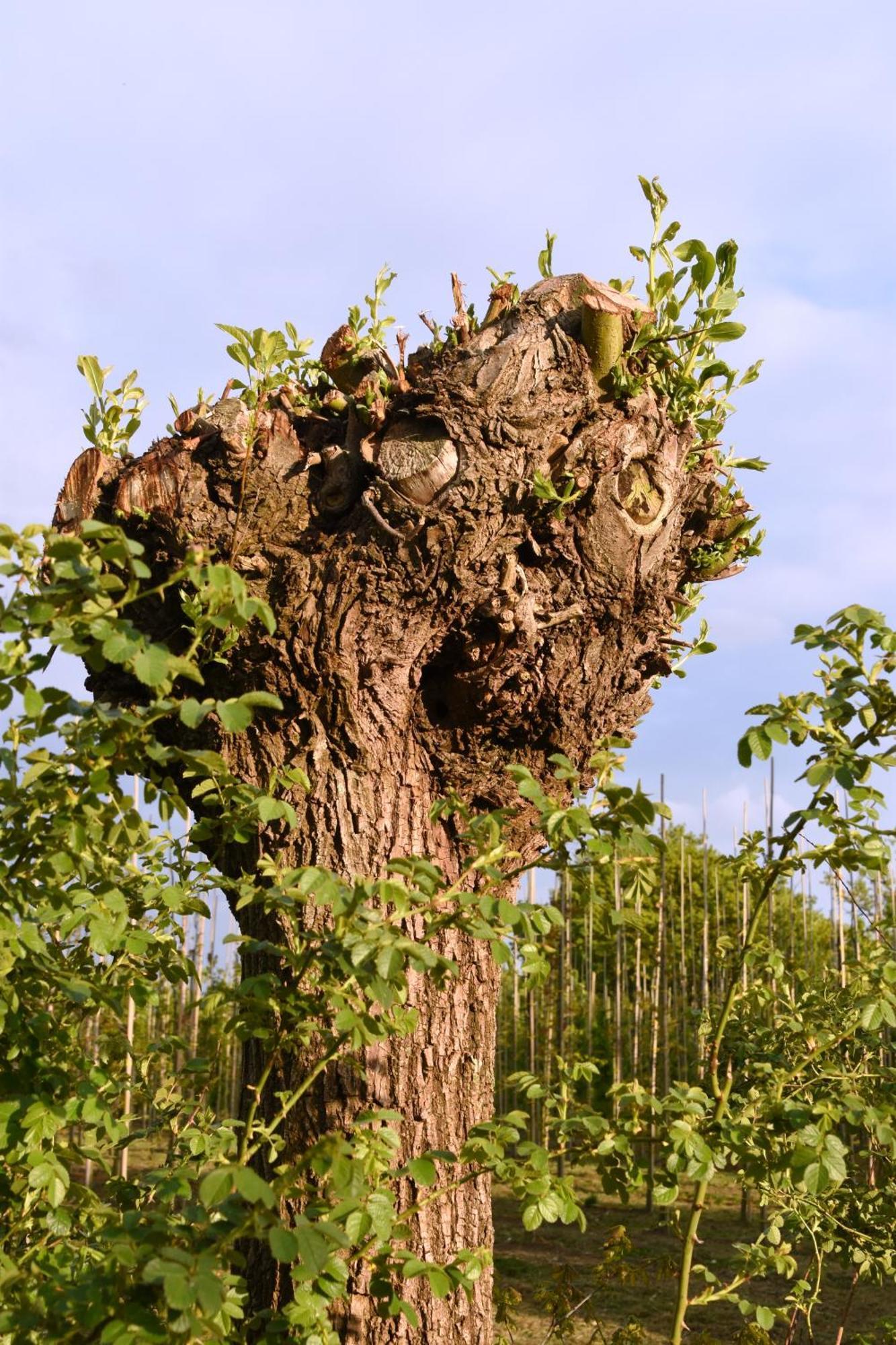 Buitenuit Boxtel Exteriér fotografie